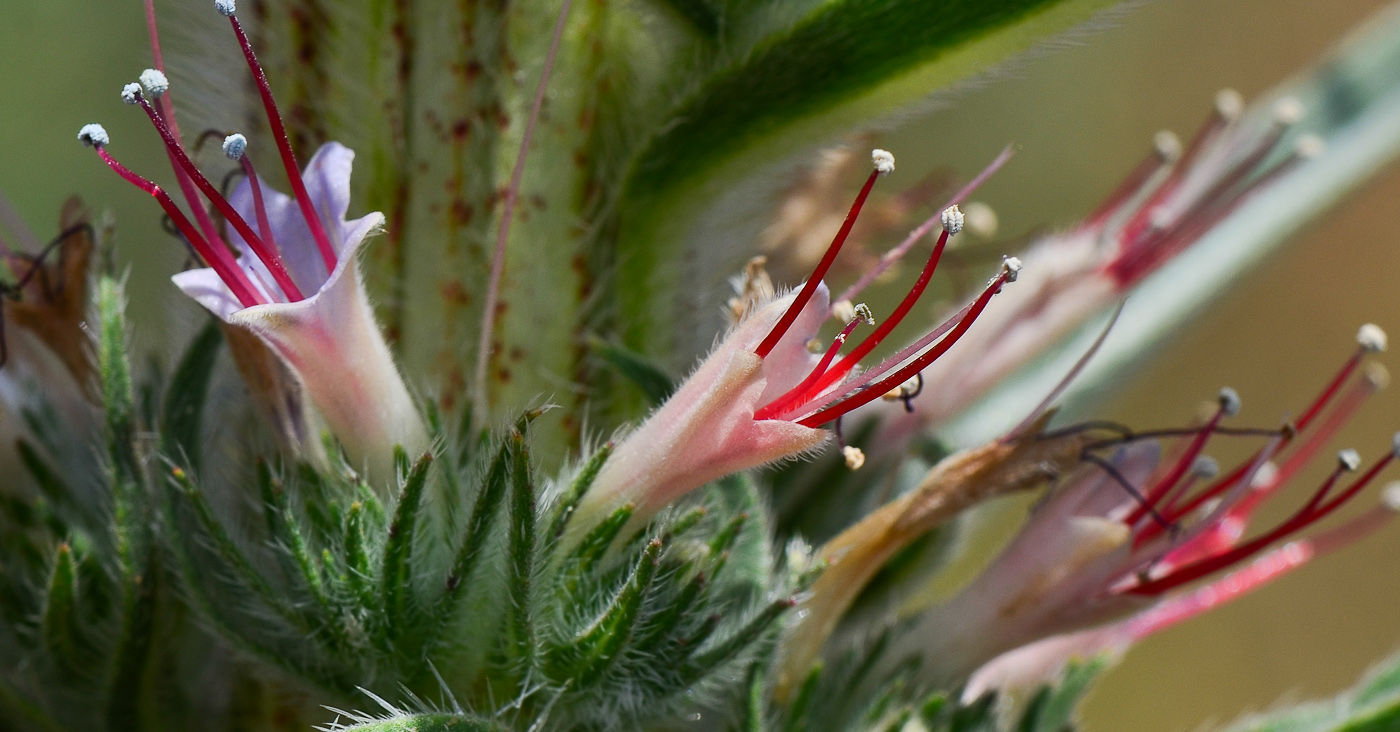 Изображение особи Echium glomeratum.