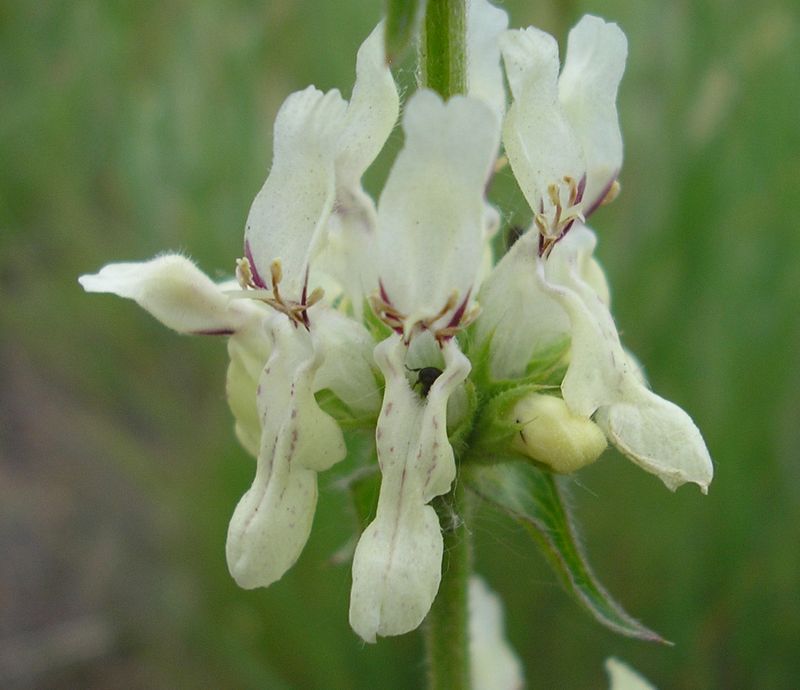 Изображение особи Stachys atherocalyx.