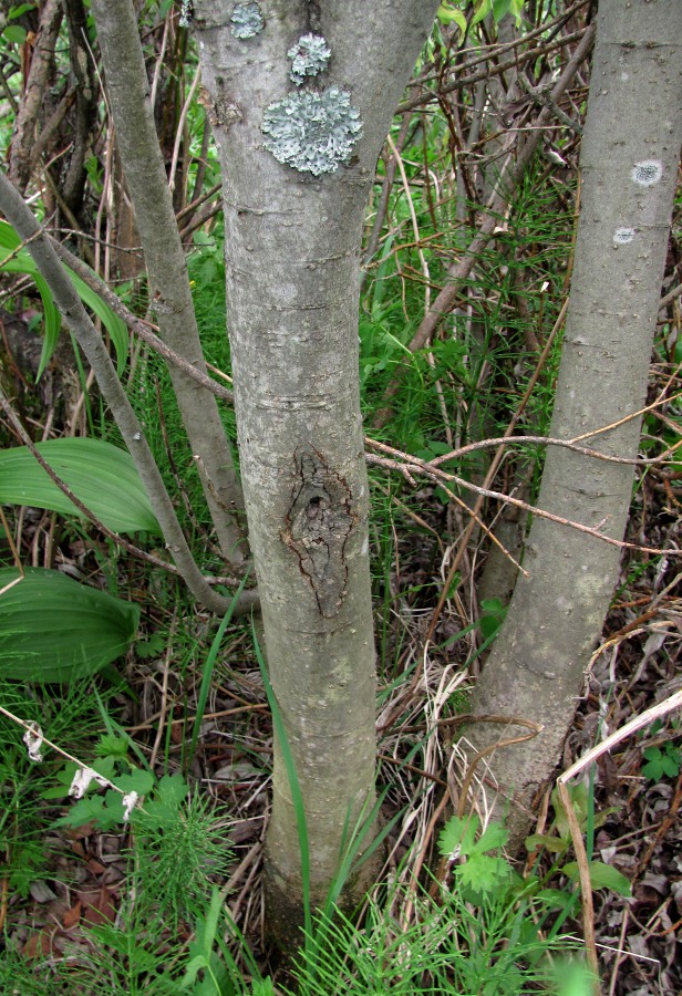 Изображение особи Salix phylicifolia.