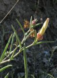 Convolvulus holosericeus