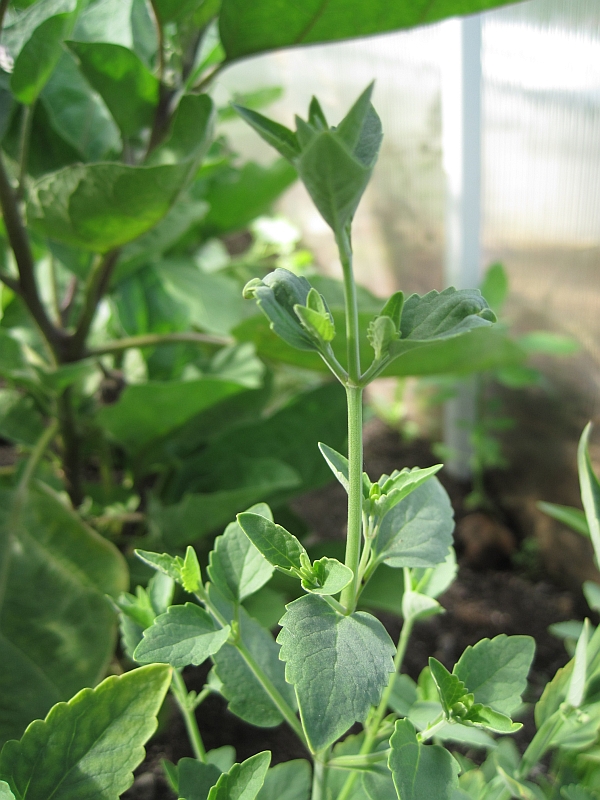 Image of genus Agastache specimen.