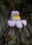 Cymbalaria muralis