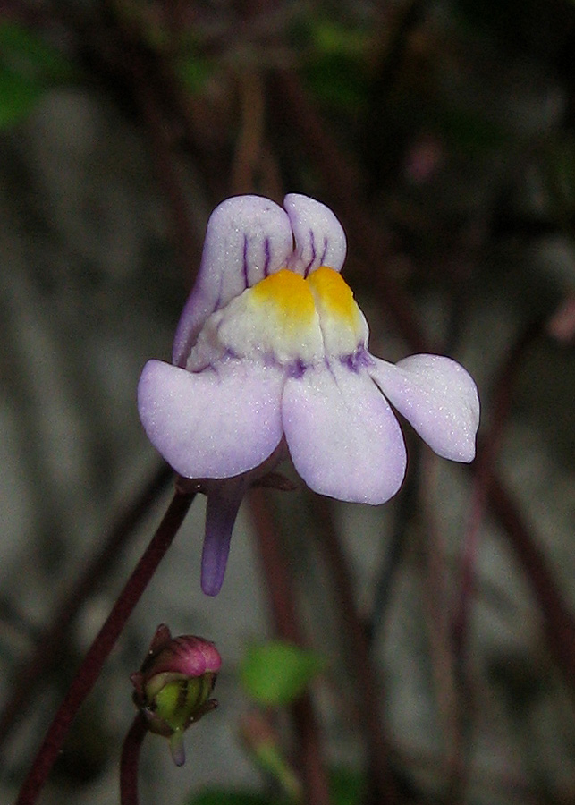 Изображение особи Cymbalaria muralis.