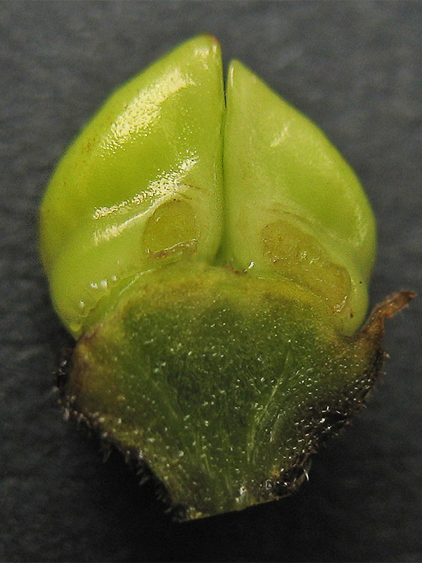 Image of Symphytum officinale specimen.