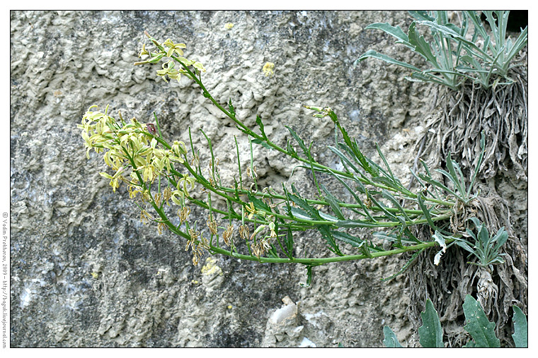 Image of Matthiola fragrans specimen.