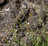 Festuca filiformis