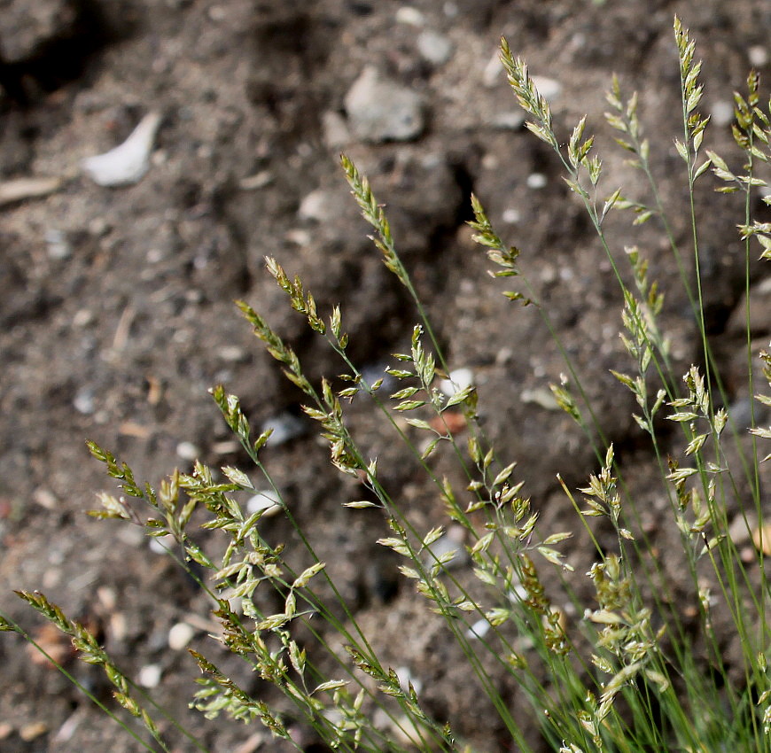 Изображение особи Festuca filiformis.