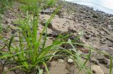 Scirpus radicans