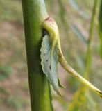 Salix acutifolia