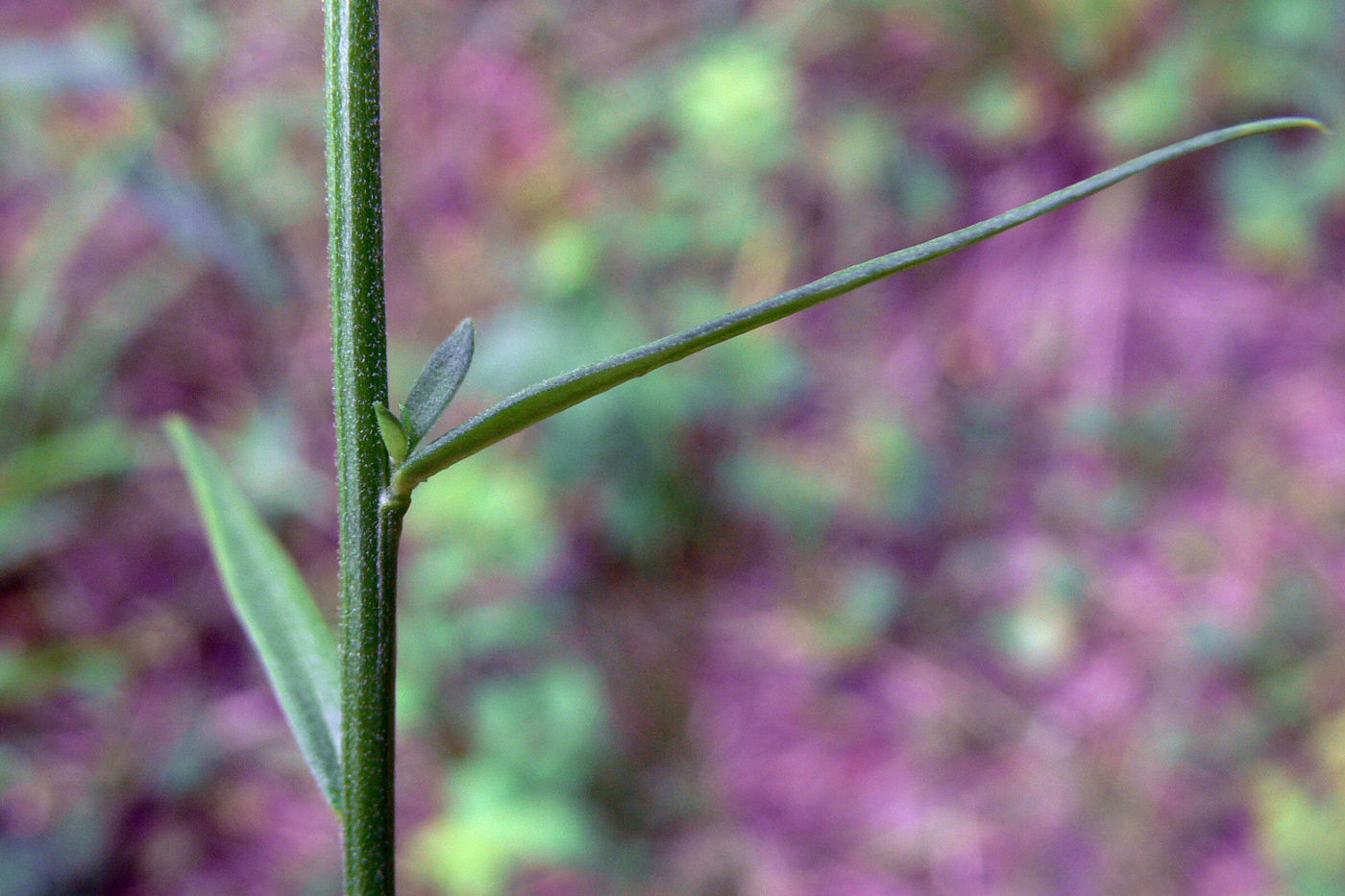 Изображение особи Polygala wolfgangiana.