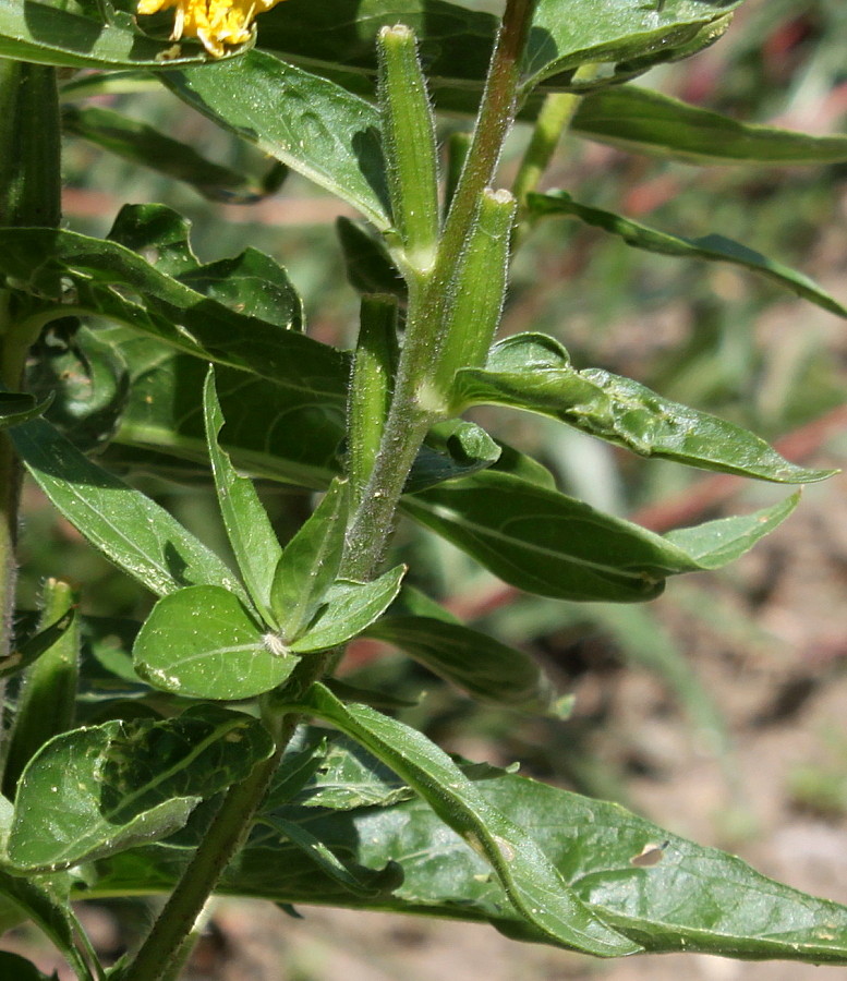 Image of Oenothera glazioviana specimen.