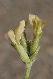 Oxytropis recognita