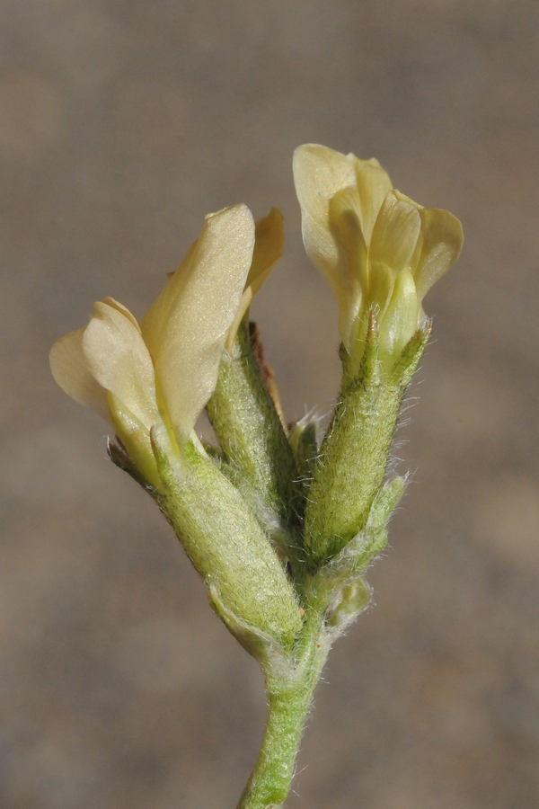 Image of Oxytropis recognita specimen.