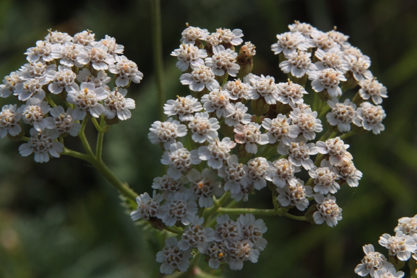 Изображение особи Achillea inundata.