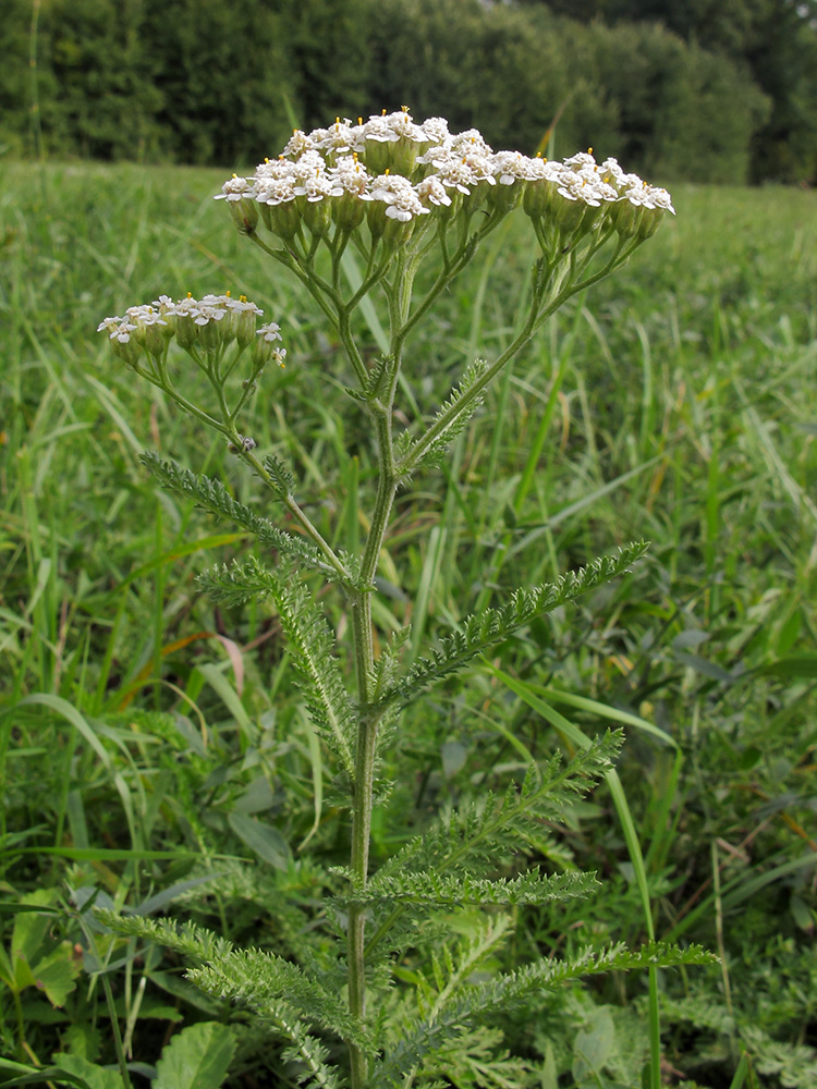 Изображение особи Achillea millefolium.