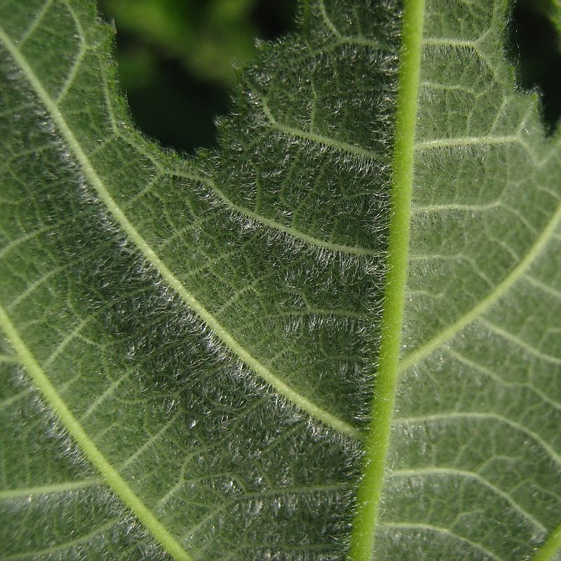 Image of Broussonetia papyrifera specimen.