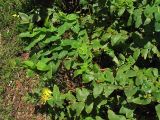 Hypericum grandifolium