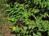 Hypericum grandifolium. Побеги с цветками и незрелыми плодами. Испания, Канарские острова. Тенерифе, горный массив Анага, на опушке вересково-мирикового леса. 7 марта 2008 г.