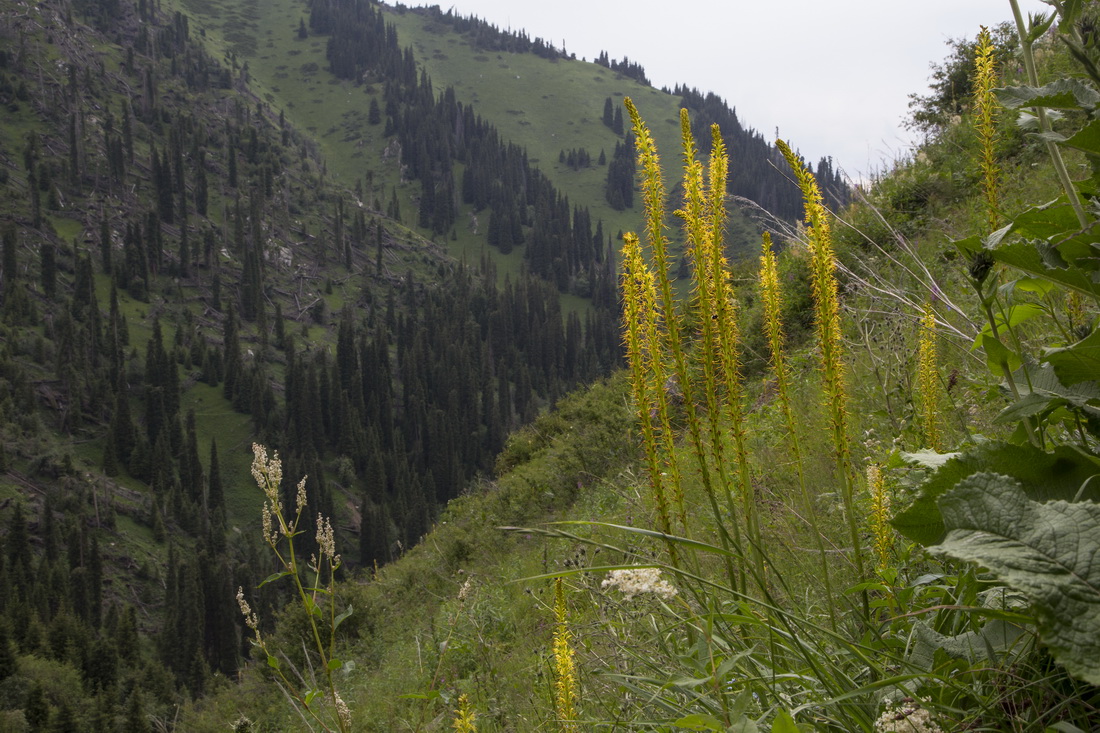 Изображение особи Eremurus fuscus.