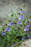 Scutellaria galericulata