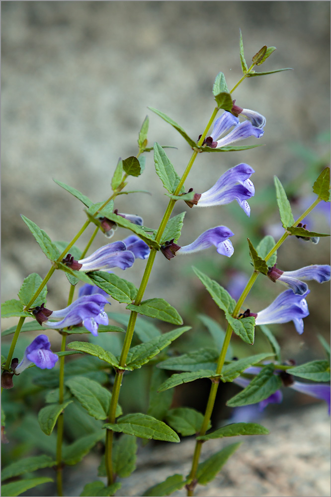 Изображение особи Scutellaria galericulata.