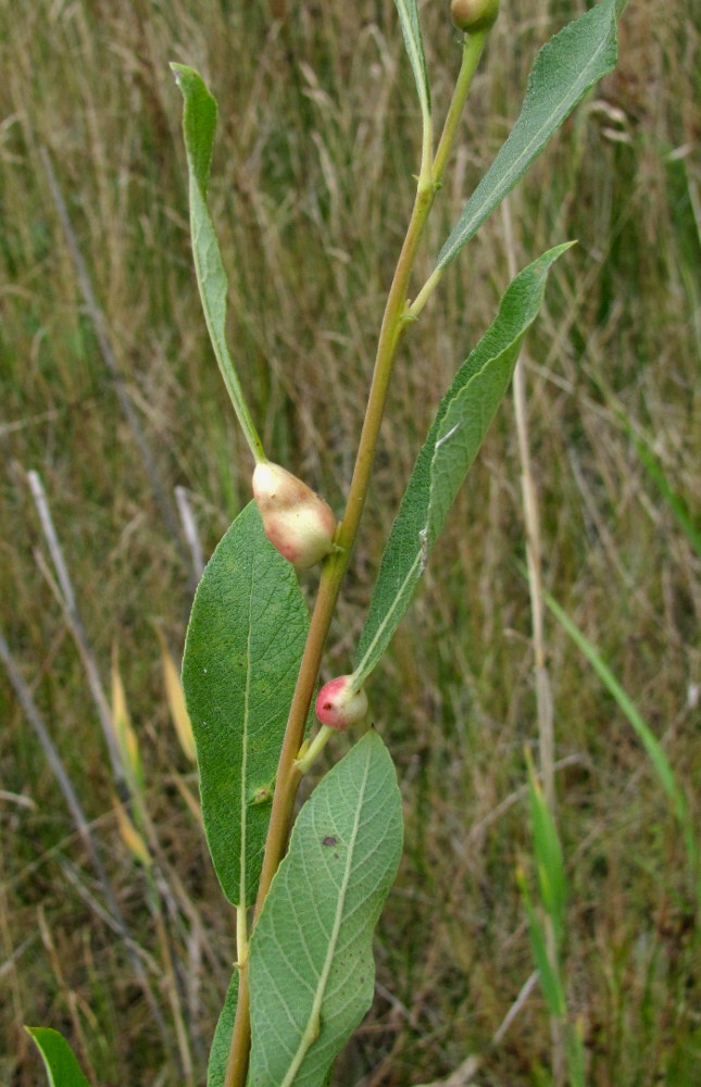 Изображение особи Salix cinerea.