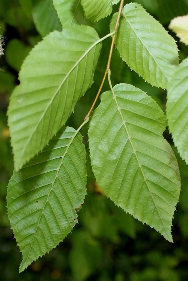 Изображение особи Carpinus tschonoskii.