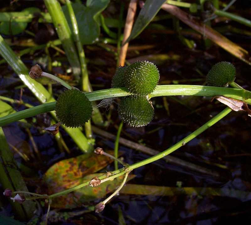 Image of Sagittaria sagittifolia specimen.