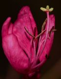 Image of taxon representative. Author is Татьяна Мальчинская