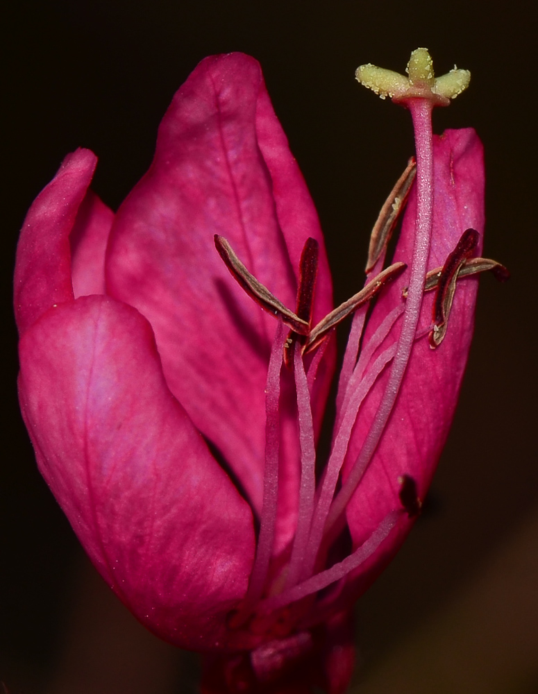 Image of Gaura lindheimeri specimen.