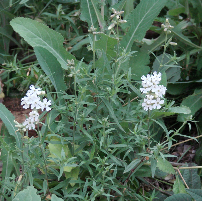 Image of Silene amoena specimen.