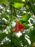 род Brugmansia. Верхушка цветущего растения. Латвия, Рига, Ботанический сад Латвийского университета. 02.08.2013.