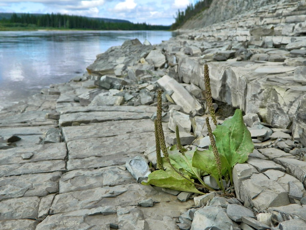 Image of Plantago major specimen.