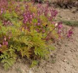 Dicentra formosa. Цветущие растения. Соловецкие о-ва, Бот. сад. Макарьевская пустынь. 08.08.2013.