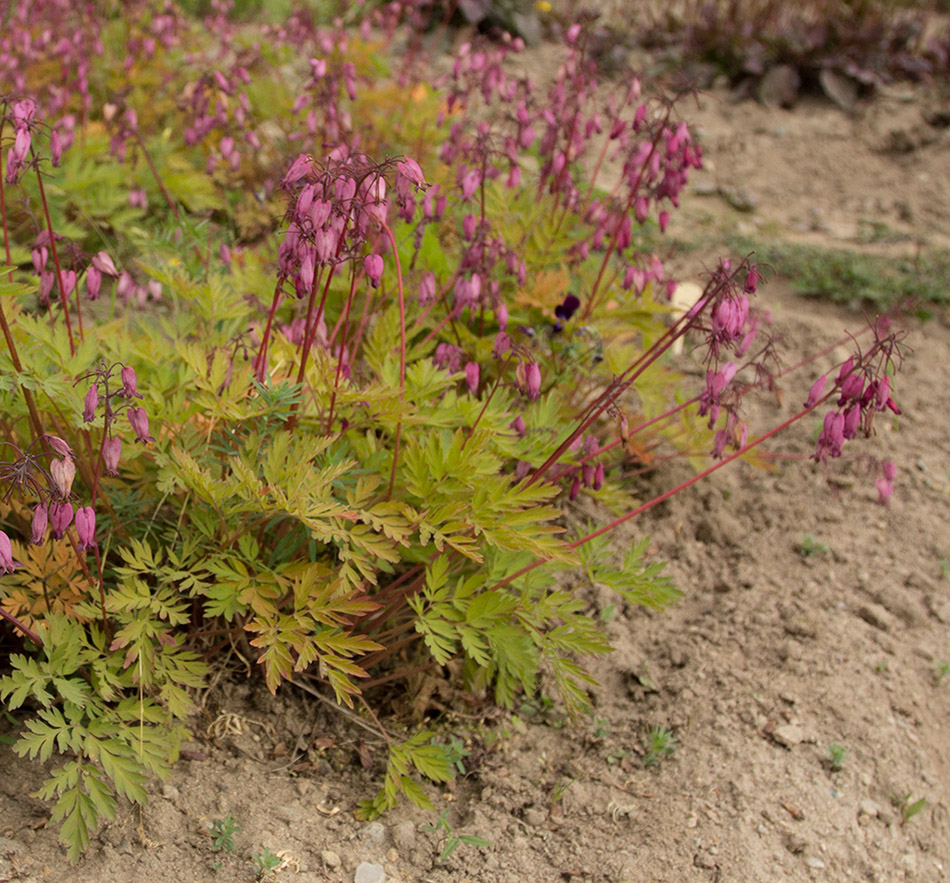 Image of Dicentra formosa specimen.