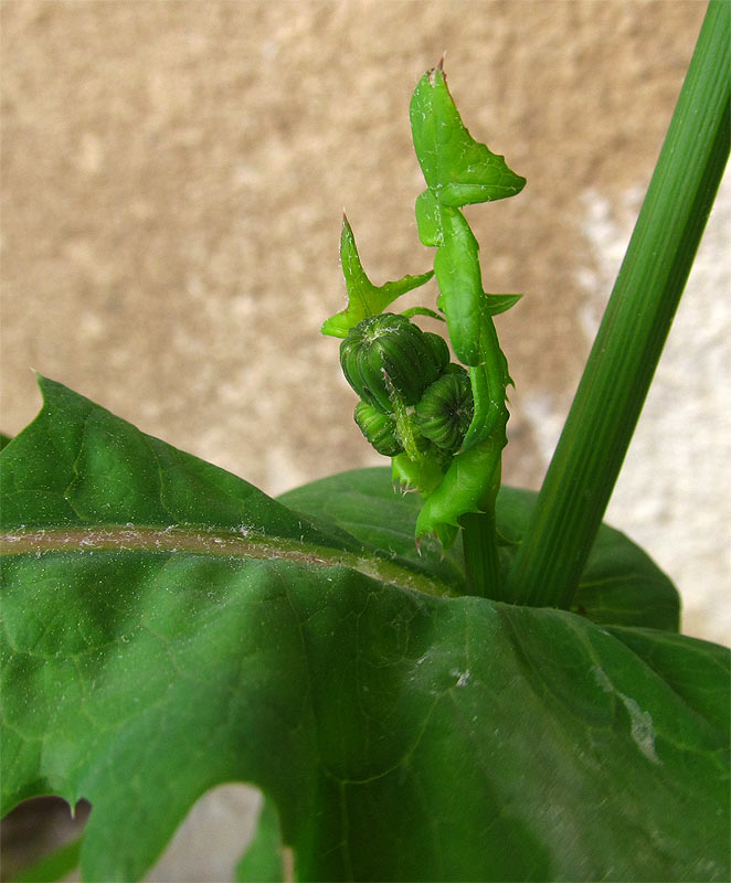 Изображение особи Sonchus oleraceus.