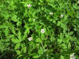 Geranium sibiricum