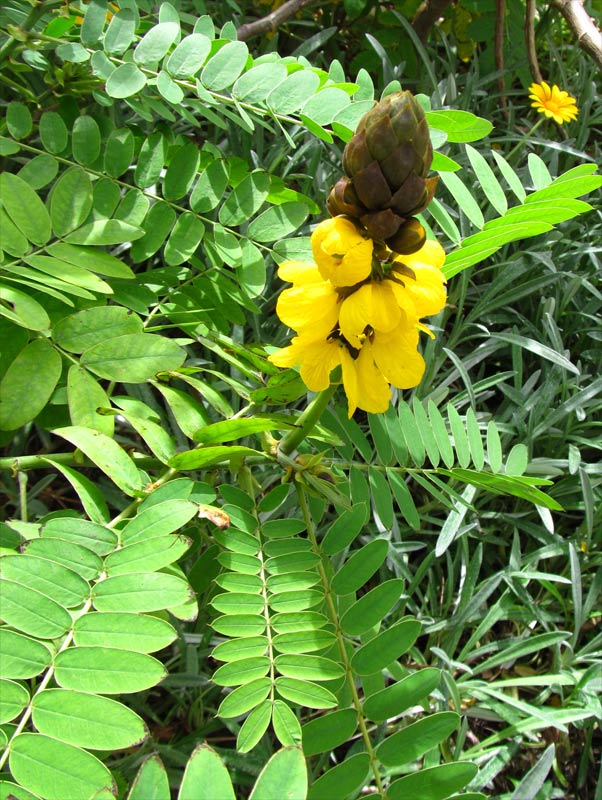 Image of Senna didymobotrya specimen.