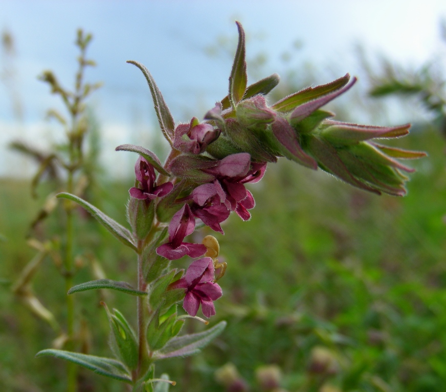 Изображение особи Odontites vulgaris.