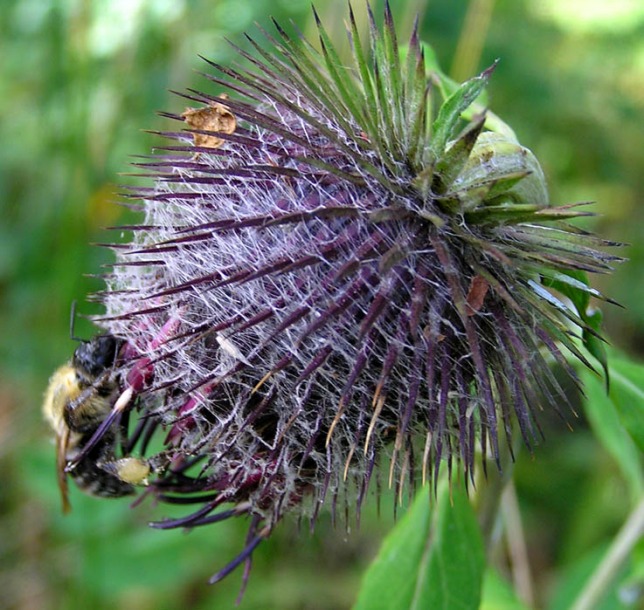 Image of Synurus deltoides specimen.