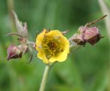 Geum &times; intermedium