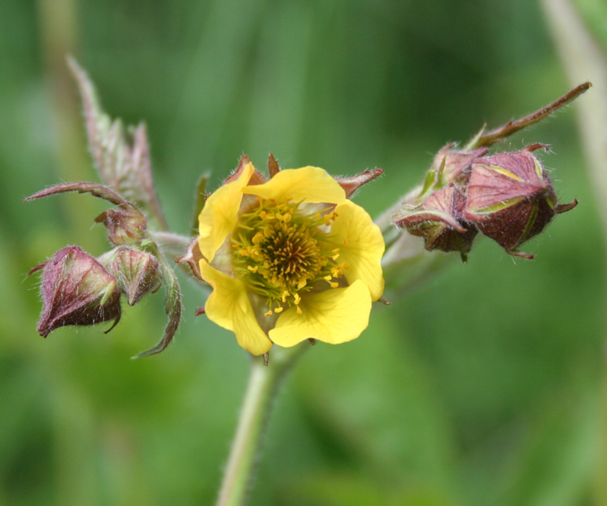 Image of Geum × intermedium specimen.