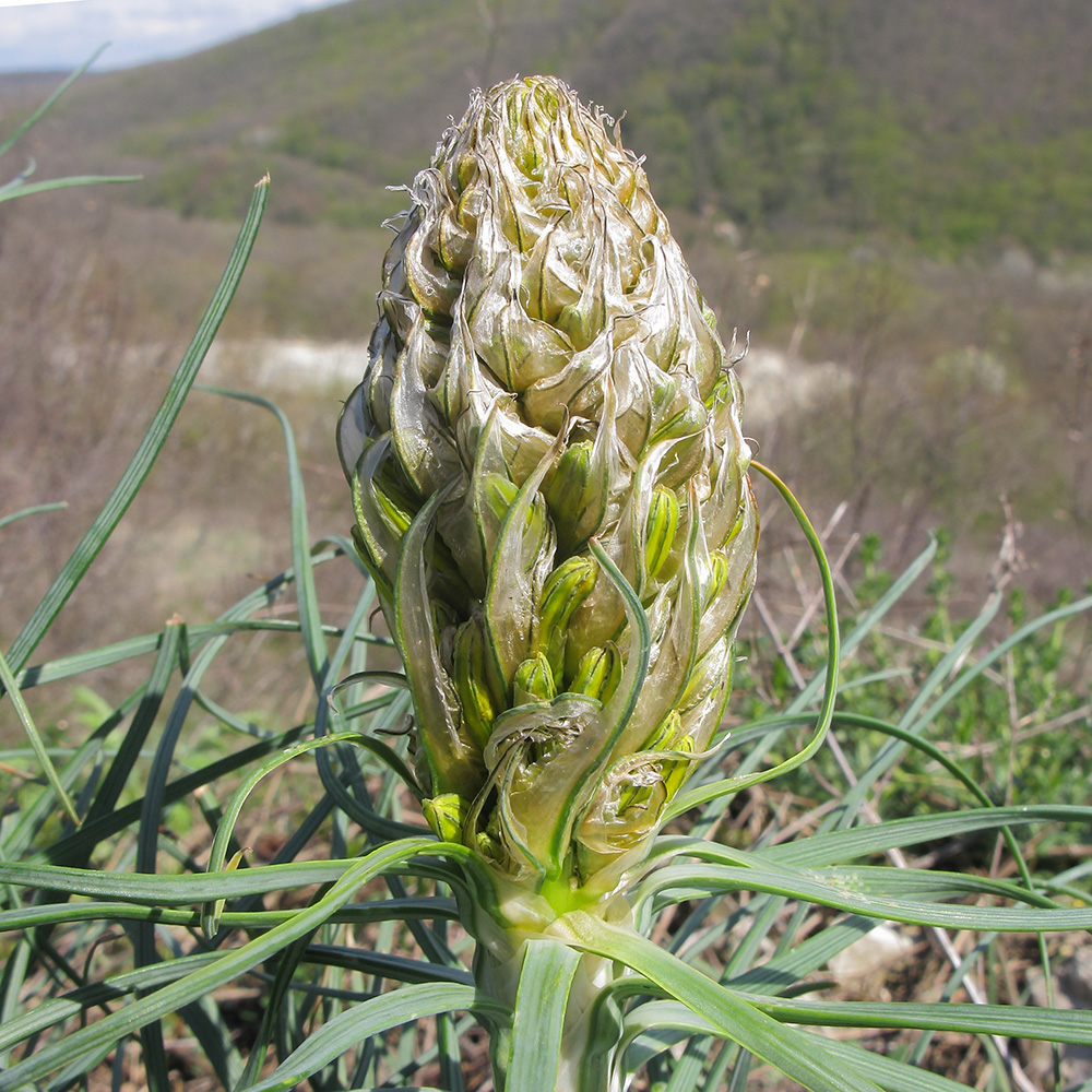 Изображение особи Asphodeline lutea.