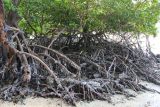 Rhizophora mucronata
