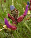 Astragalus vesicarius разновидность albidus. Нижние цветки не полностью распустившегося соцветия. Украина, Кривой Рог, Ботанический сад НАН Украины, коллекция редких и исчезающих растений. 08.05.2014.