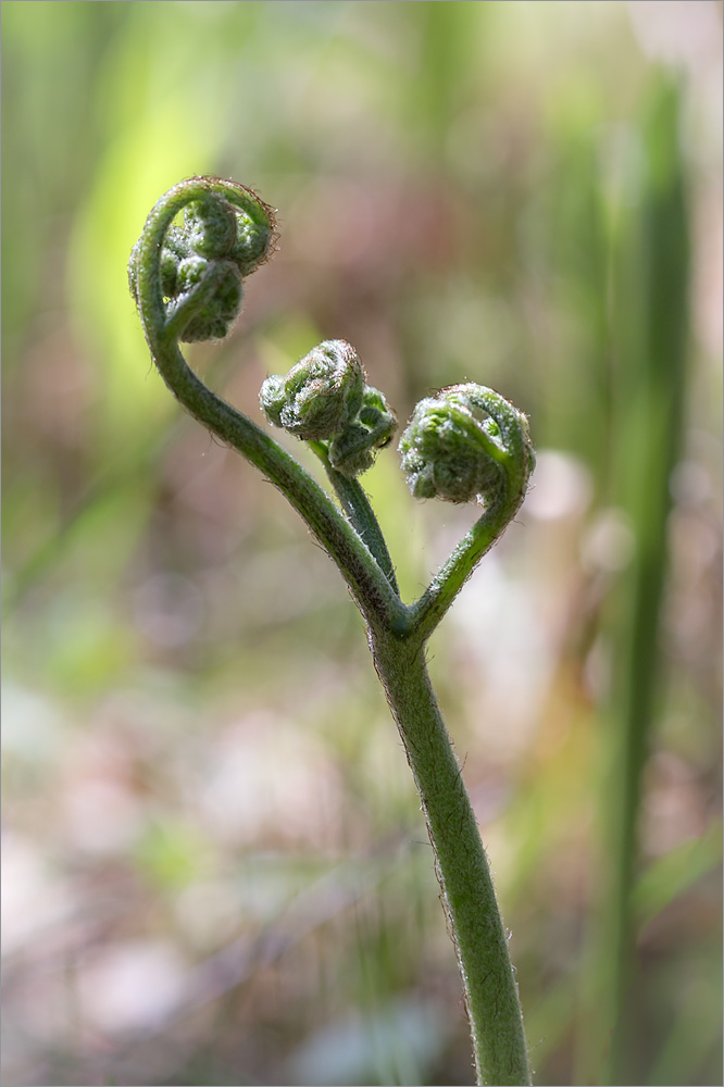 Изображение особи Pteridium pinetorum.