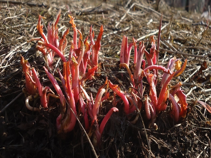 Image of Rumex longifolius specimen.