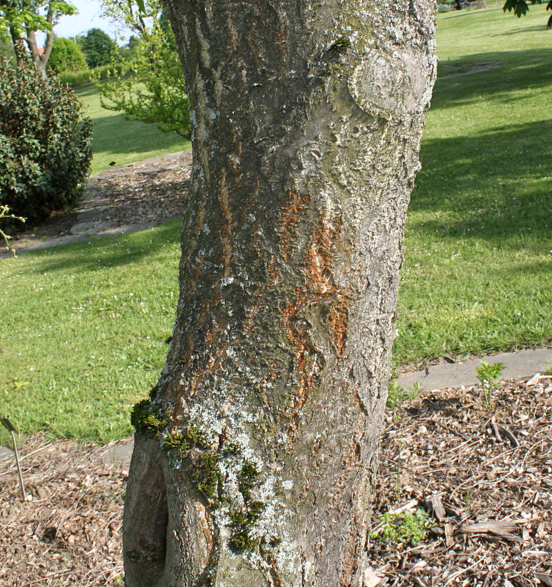 Image of Phellodendron japonicum specimen.