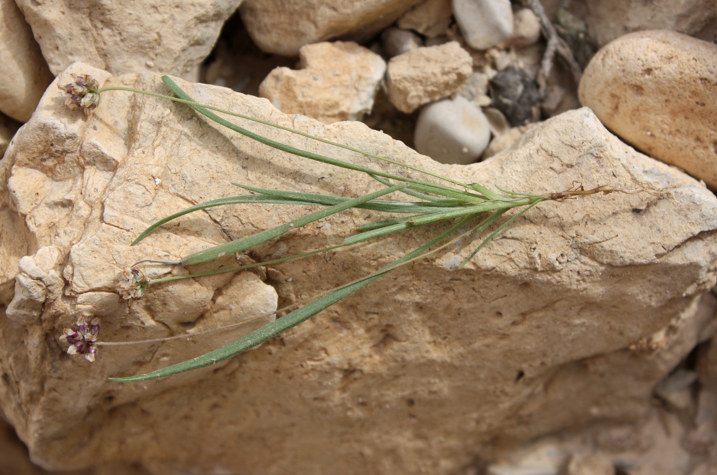 Image of Plantago ovata specimen.