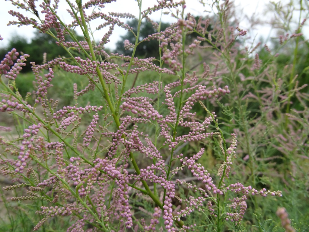 Image of Tamarix ramosissima specimen.